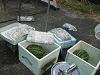 camp24 (330)_samu.gif